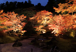 松島紅葉ライトアップ2016